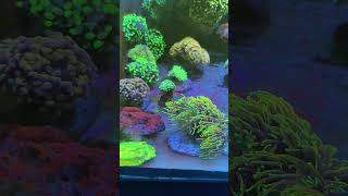 Que de plaisir visuel de voir ses coraux en pleine forme et en couleurs 😍#zoantus #reeftank