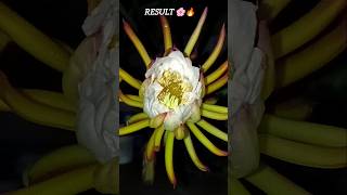 the set-up vs the Result. dragon fruit flower time lapse video #superbloom #bloombox #bloomingnow