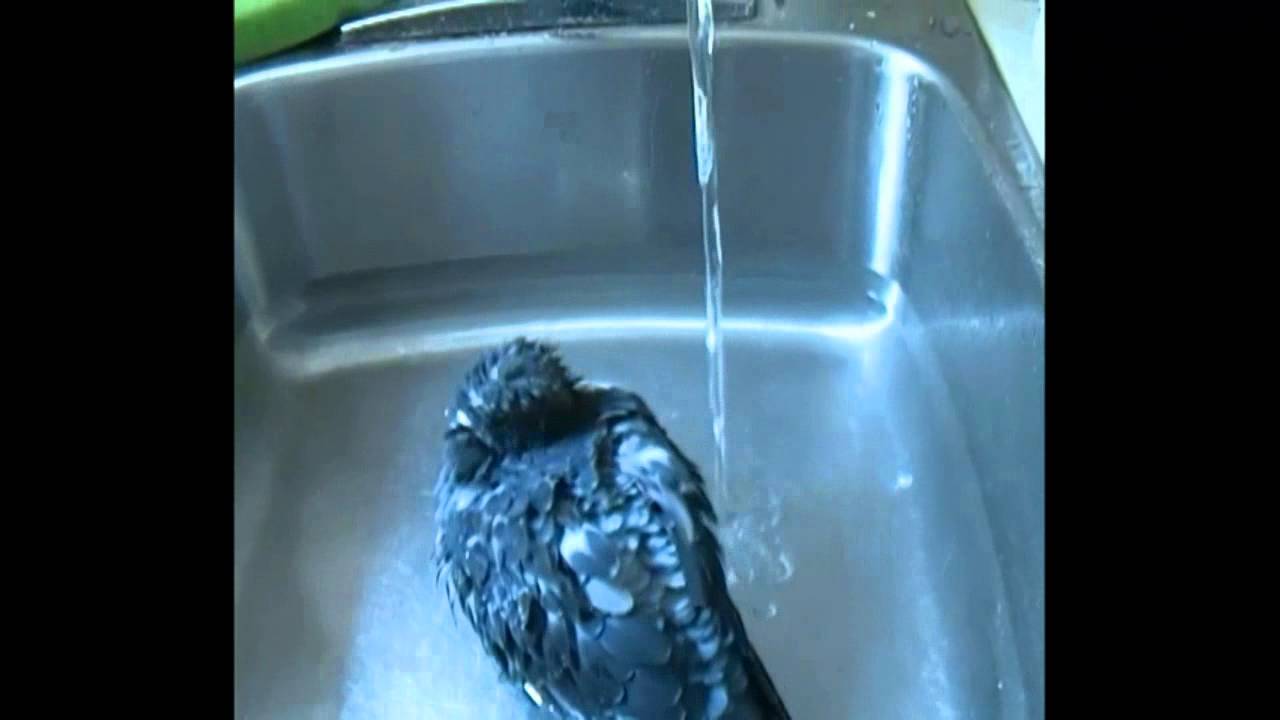 "Homie Bird" Pigeon BathTime In Splizzlah's Loft YouTube