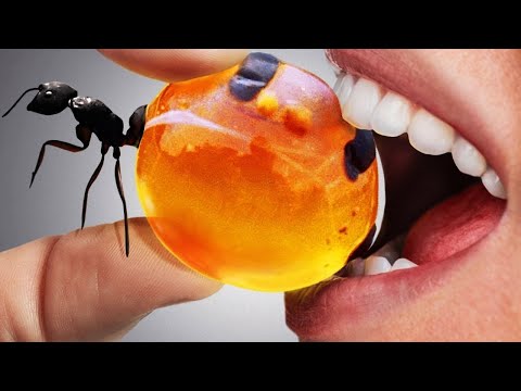 Video: Insectele Comestibile Ca Sursă De Hrană: O Recenzie