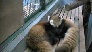 じゃれて目覚める双子のレッサーパンダ