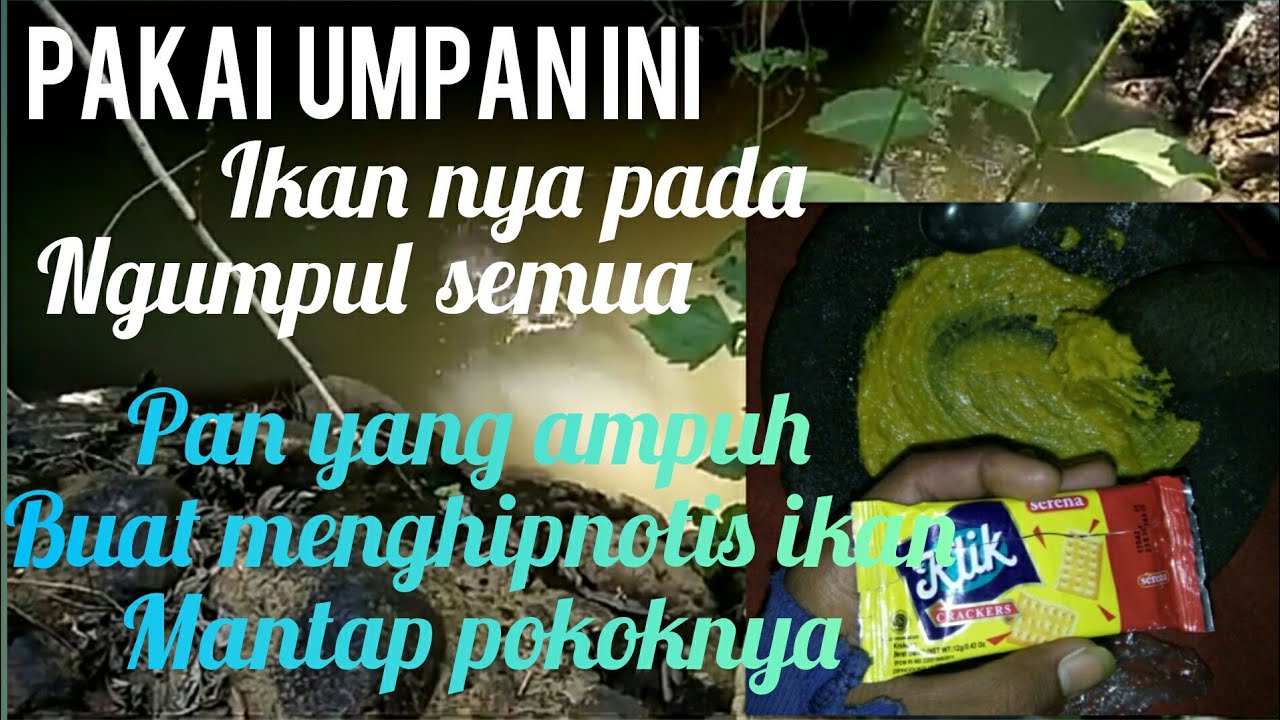 Mancing wader dapan bonus ikan kepala ular 