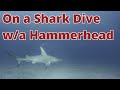 Shark Diving with a Hammerhead Shark