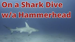 Shark Diving with a Hammerhead Shark