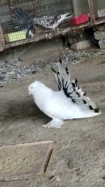 Masakali kabutar dance 😘 #shorts #pigeon #kabutar