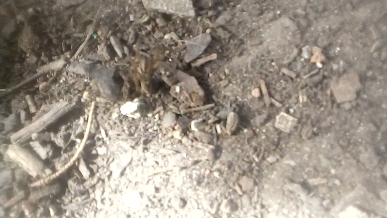 nuevo pana 😎,siiii calidaad