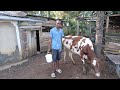 Morning routine in the village 🌅🐄......Milking time‼️
