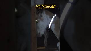 Vandal my packgoat looks creepy. #oregon #goldmining #packgoats #outdoors #backpacking #gold