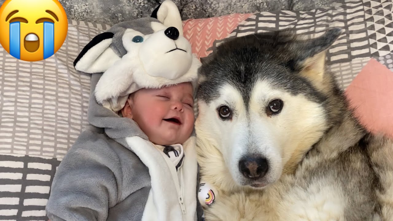 Newborn Baby Cannot Stop Giggling & Falls Asleep Cuddling Our Husky!!! [CUTEST VIDEO EVER!!!]