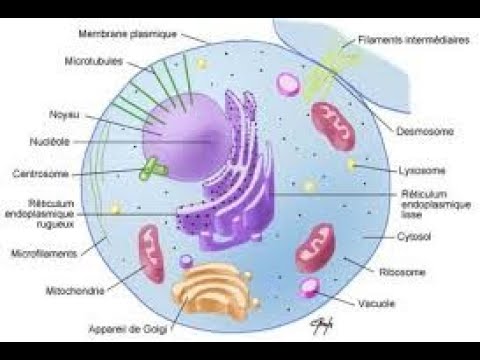 Video: Co Je To Cytologie