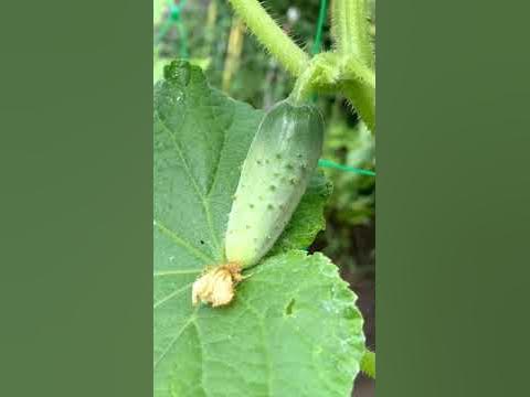 July Seasonal Foods - YouTube