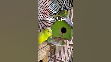 #سورة_الكهف #قرآن #اجزون_ابراهيمي #ألبانيا #العراق #طيور #البادجي #quran #surah_alkahf #budgies #us