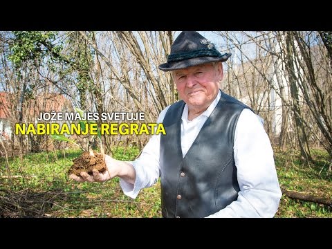 Nabiranje Regrata - Jože Majes Svetuje