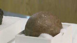 NY State Museum takes dino egg to hospital