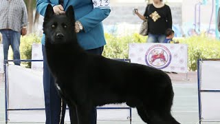 Name Breed ➡ |CALUPOH | Perro lobo mexicano From Criadero Caliente