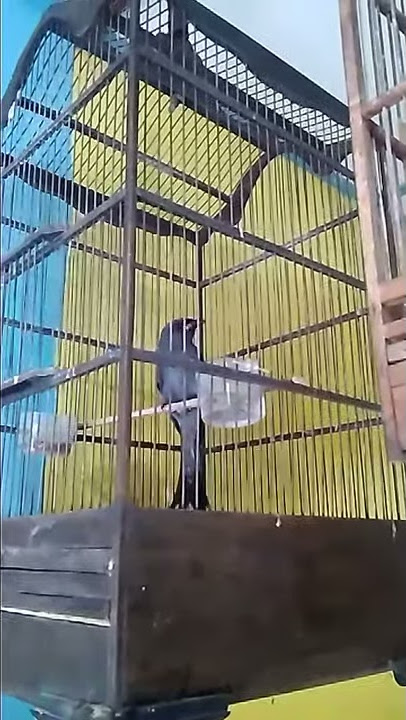 Srigunting abu gacor baru sehari.  Suara asli cocok buat pancingan bahan