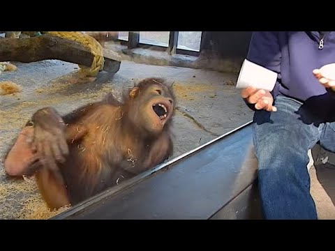 Quand les Singes réagissent aux tours de magie