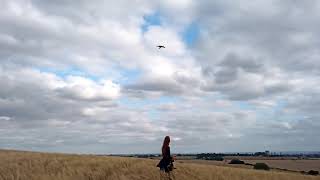 Orion Ridge Soaring at the Sound of The Cranberries and Millow. #PeregrineFalcon #Falconry