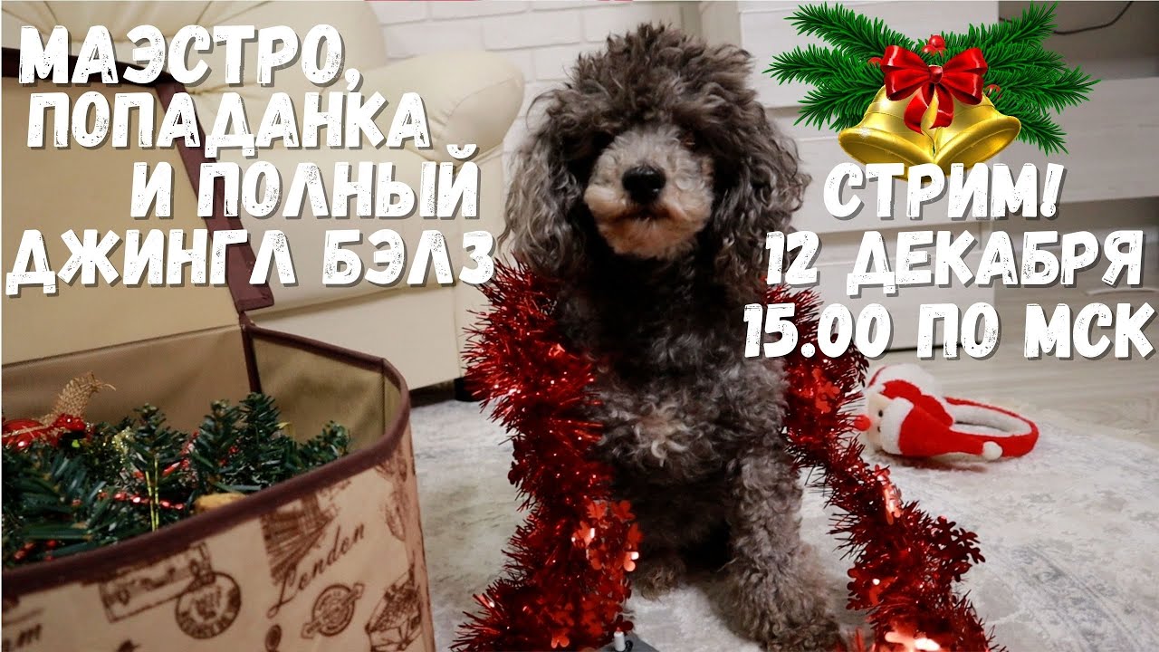 МАЭСТРО, ПОПАДАНКА И ПОЛНЫЙ ДЖИНГЛ БЭЛЗ! СТРИМ! - YouTube