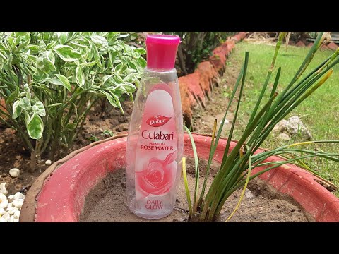 Daber gulabari rose water review, best n affordable rose water in india, rose water 4 summer winters