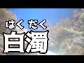 【アクアリウム】白濁するのには理由がある!めっちゃ濁ってる