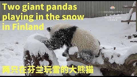 Two giant pandas playing in the snow in Finland
