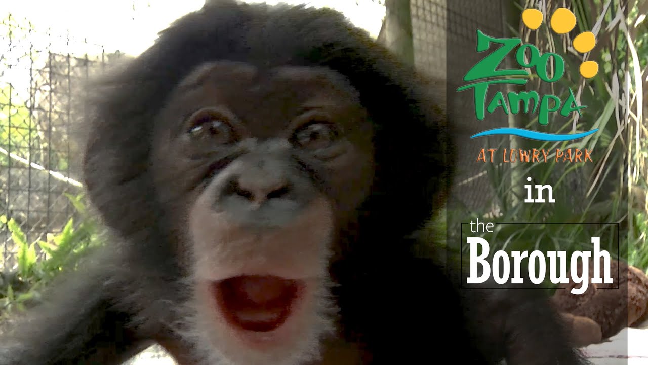 ZooTampa in The Borough