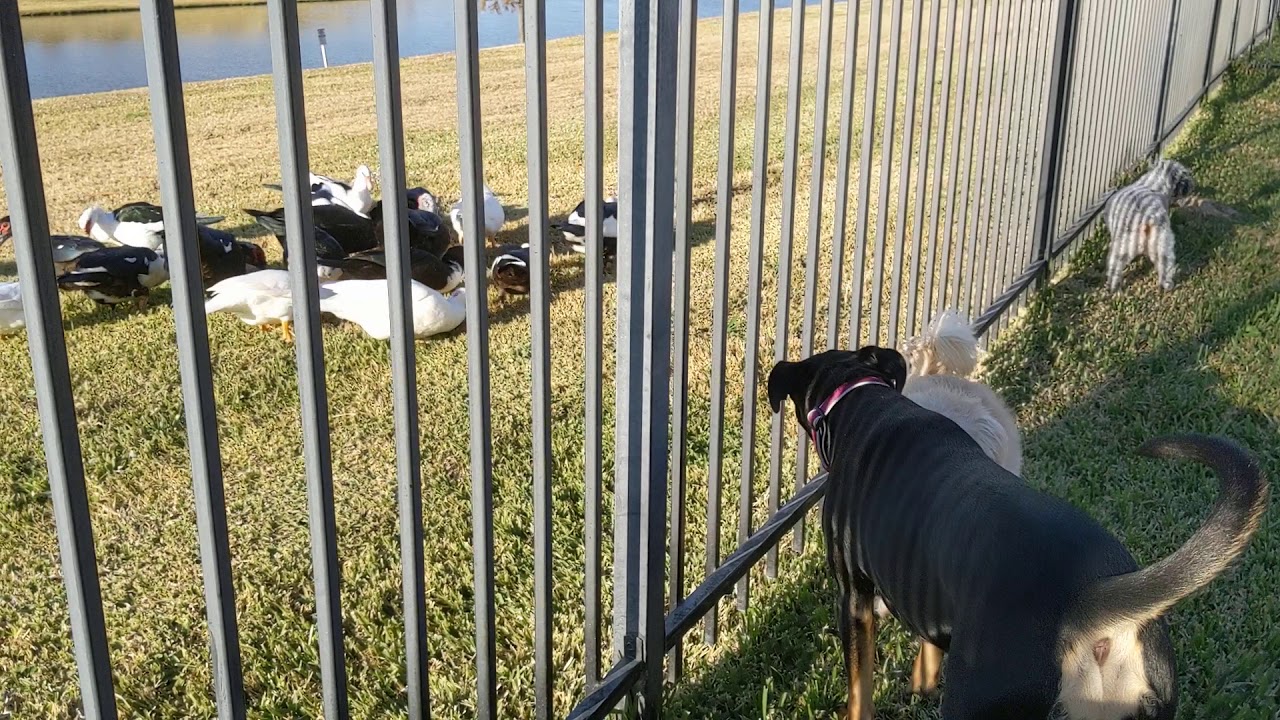 Dogs & Ducks YouTube