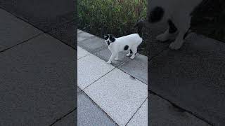 Şunun burnuna bak ya #cat #turkishcat #kedi #cutecat #viral