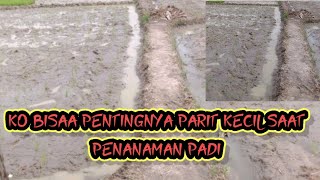 Hemat biyaya❌jajar legowo parit kecil❌sistem 4:1 #paritkecildisawaj #youtubeshorts 