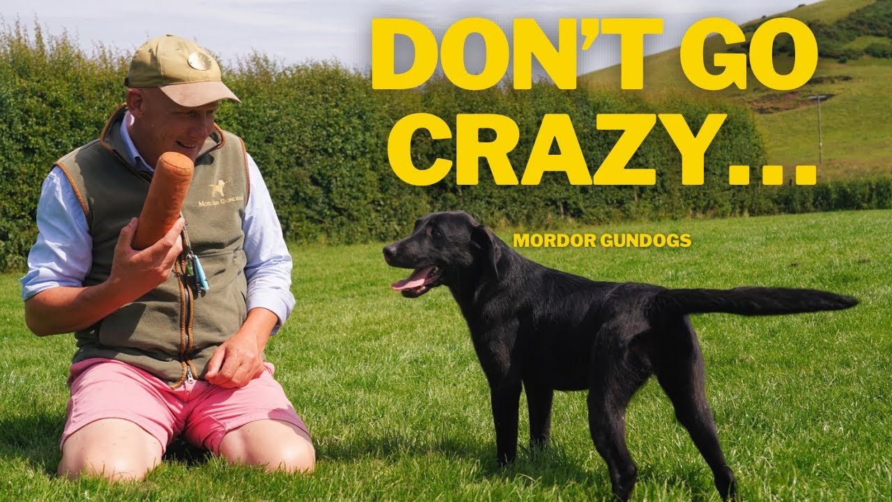 A REALISTIC Training Session With A 6-Month Old Puppy - YouTube