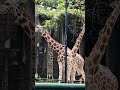 Giraffes 🦒🦒 #zoo #animals #giraffe #youtubeshorts