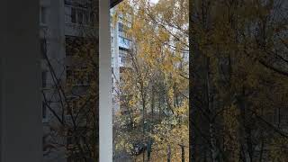 птички летают