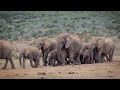 Wild Animals for Kids | Wild Animals with Sounds | wild animals name |#animals #wildanimals #Educare