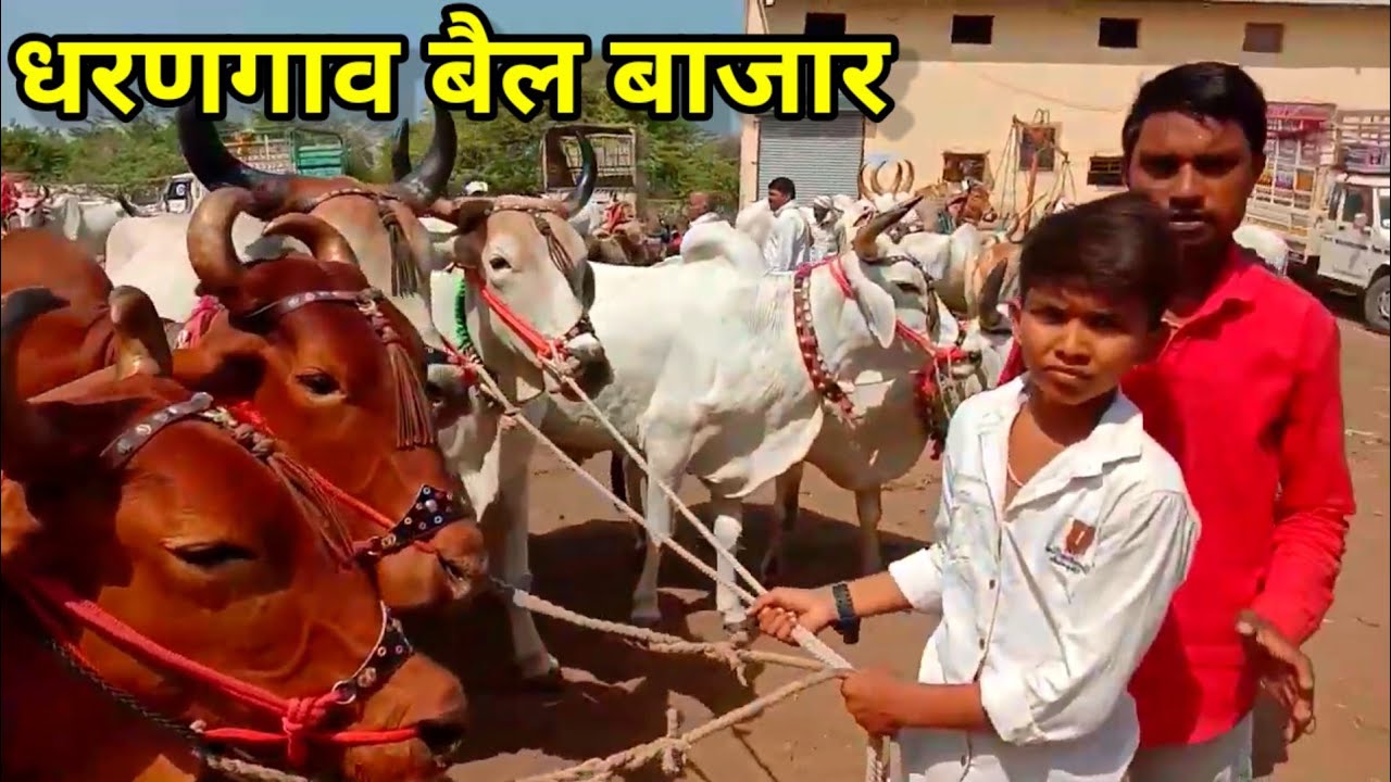 धरणगाव बैल बाजार गुरुवार || Dharangav Bail Bajar #बैलबाजार