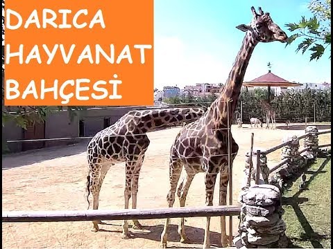 Video: Prag'da Hayvanat Bahçesine Nasıl Gidilir