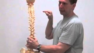 Video 16  Understanding the local and global muscle system