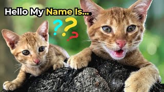 💕TOP 20 Most Popular Male and Female Cat Names With Meaning 2024|Cat Names You LOVE!