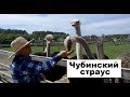 Чубинский страус | Страусиная ферма под Киевом