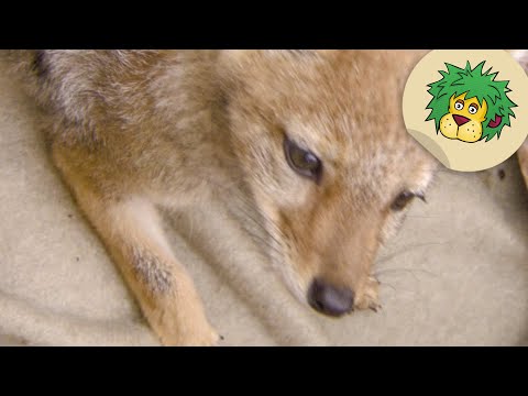 Video: Unterschied Zwischen Fuchs Und Schakal