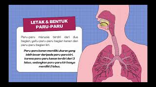 ANATOMI DAN MEKANISME KERJA PARU-PARU