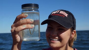 Semester by the Sea at Stony Brook University Photo Slideshow