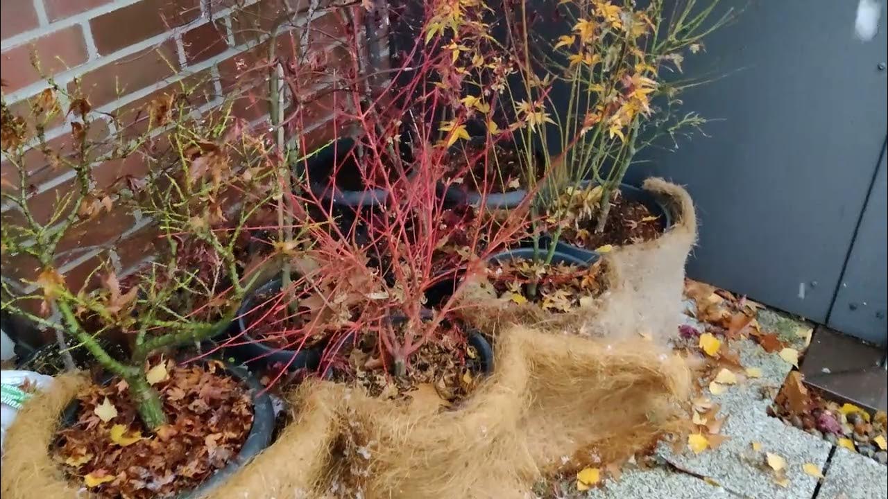 Japanese Maples Winter Dormancy And First Snow '22 YouTube