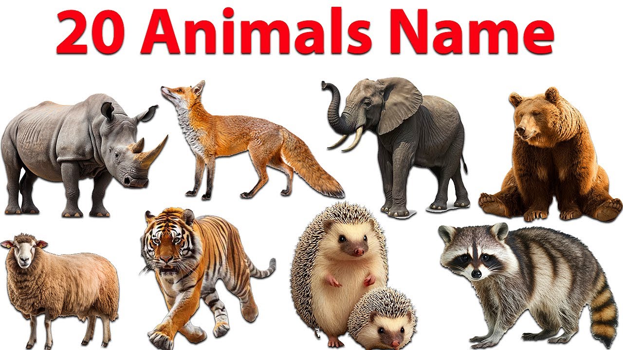 20 Animal Names for Kids | Learn Animals with Fun | Kids Learning Video