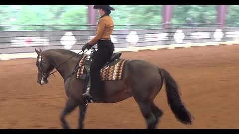 Judges Perspective WDAA Intro Level, test 3 - 83.000%