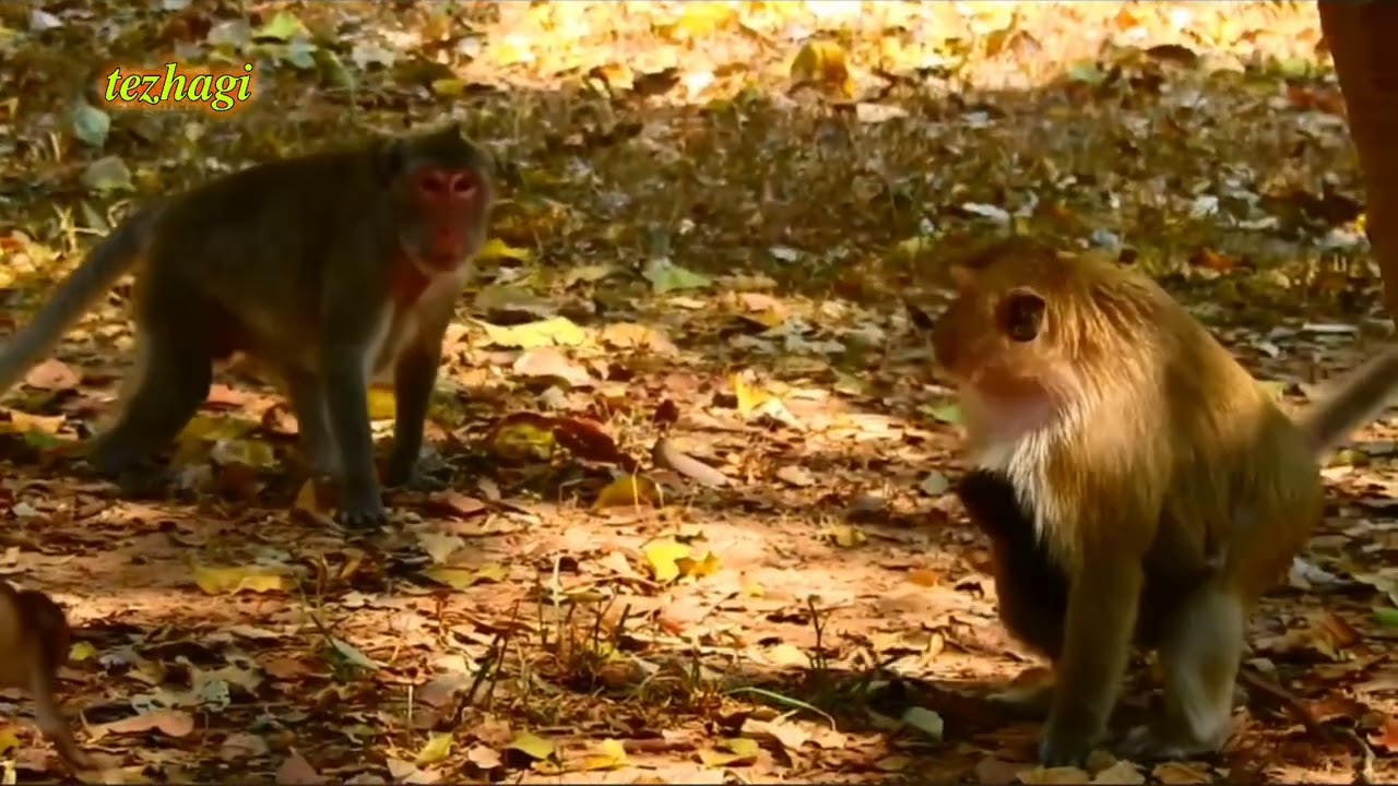 monyet kecil tersenyum tanpa memperlihatkan giginya