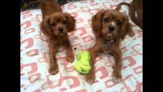 The Life of Riley, our Ruby Cavalier King Charles Spaniel