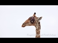 Giraffe Has Cancer | Kruger National Park | Wildlife Videos