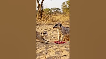 Thumbnail of Cute animals #song