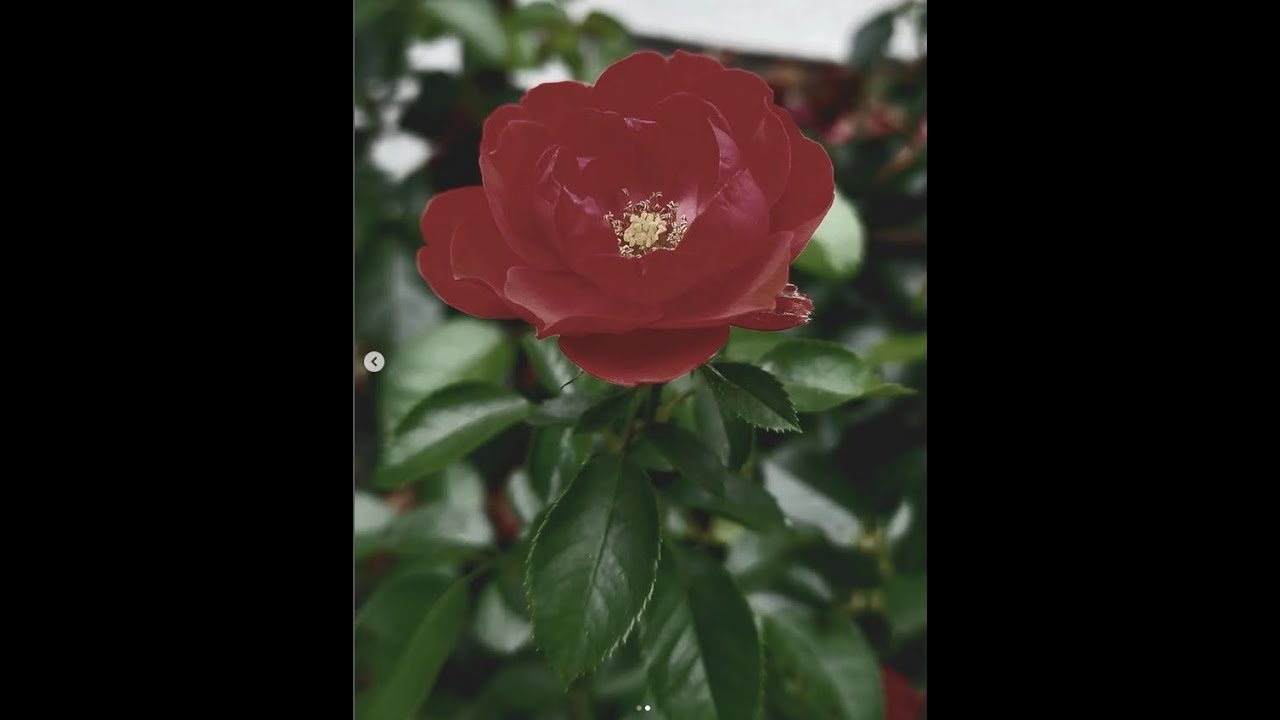 Travis Michael - All I Need